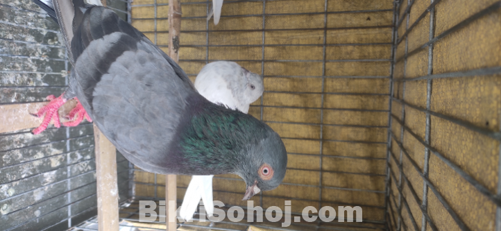 কবুতর